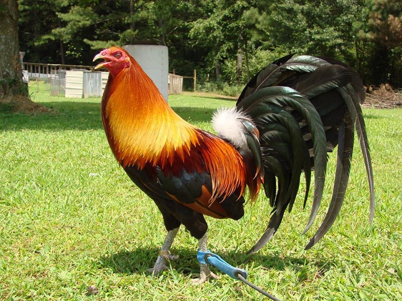 Top 2 - Gà đá cựa sắt McLean Hatch
