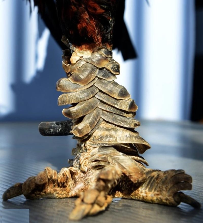 Vảy ở chân có kết cấu giống vảy rồng màu bóng sáng
