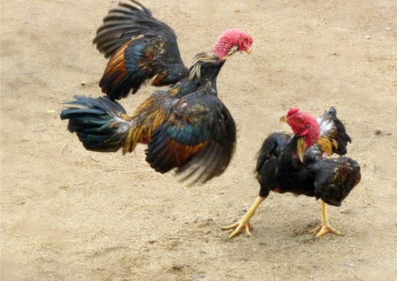 Khả năng chiến đấu của chiến kê vảy nội hoa đăng xuất sắc