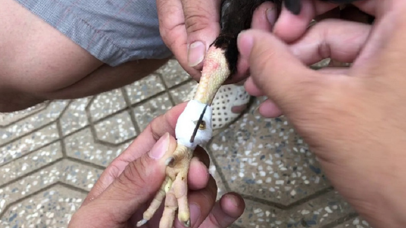 Mài cựa gà chuẩn để nhận lại nhiều lợi ích
