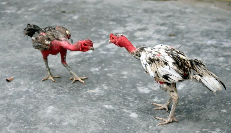 Gà nòi nổi bật nhờ kỹ thuật và sự lì lợm