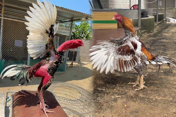 Gà đòn cần tập luyện thường xuyên với các bài tập