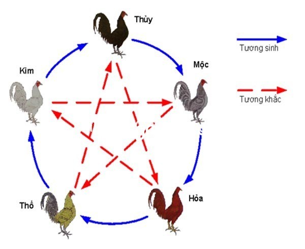 Dựa vào tương sinh, tương khắc để xem màu gà đá