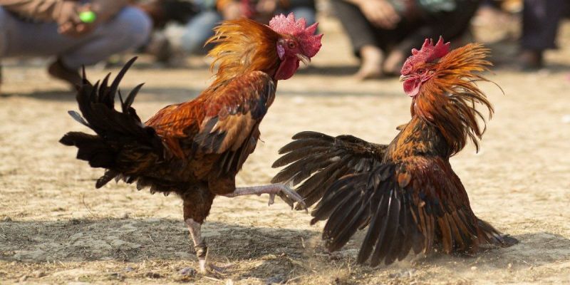 Có nhiều loại thuốc khiến gà không đá được