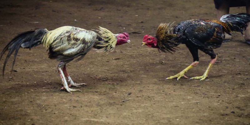 Mánh khóe bịp bợm khiến trận đá gà mất công bằng