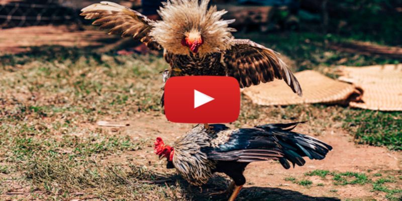 Các mánh khóe khiến gà đá gặp rủi ro