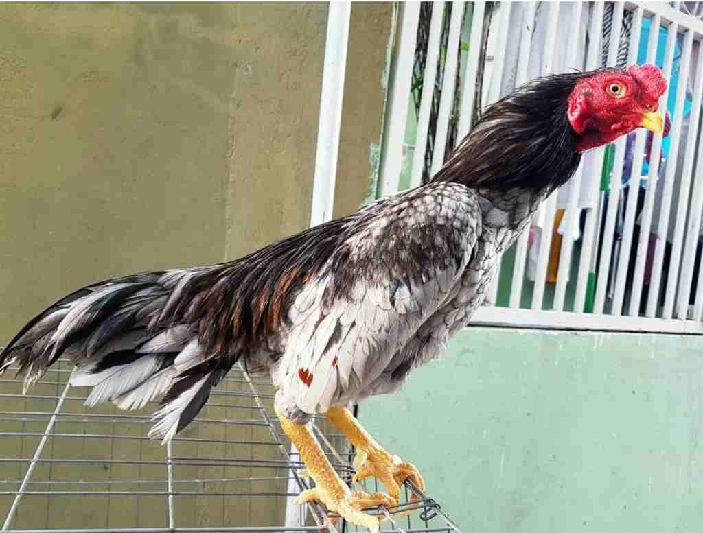 Gà Shamo là giống gà chọi đến từ Nhật Bản