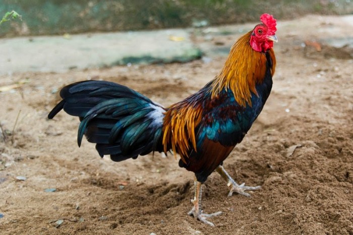 Gà Peru nổi tiếng tại khu vực Nam Mỹ