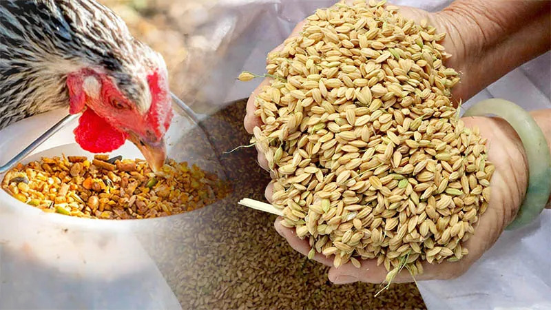 Tìm hiểu cách nuôi gà đá nhanh lên ký phù hợp
