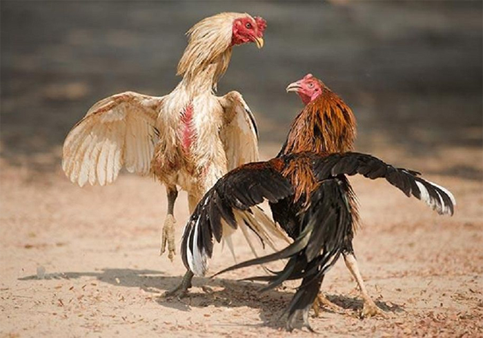 Chăm sóc và luyện tập để gà đá phát triển toàn diện