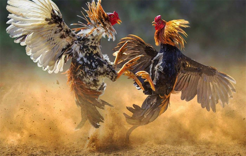 Chăm sóc đúng cách để gà đá hầu phát huy hiệu quả